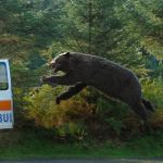 cocainer-bear-banner